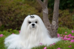 玛尔济斯犬