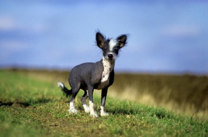 中国冠毛犬